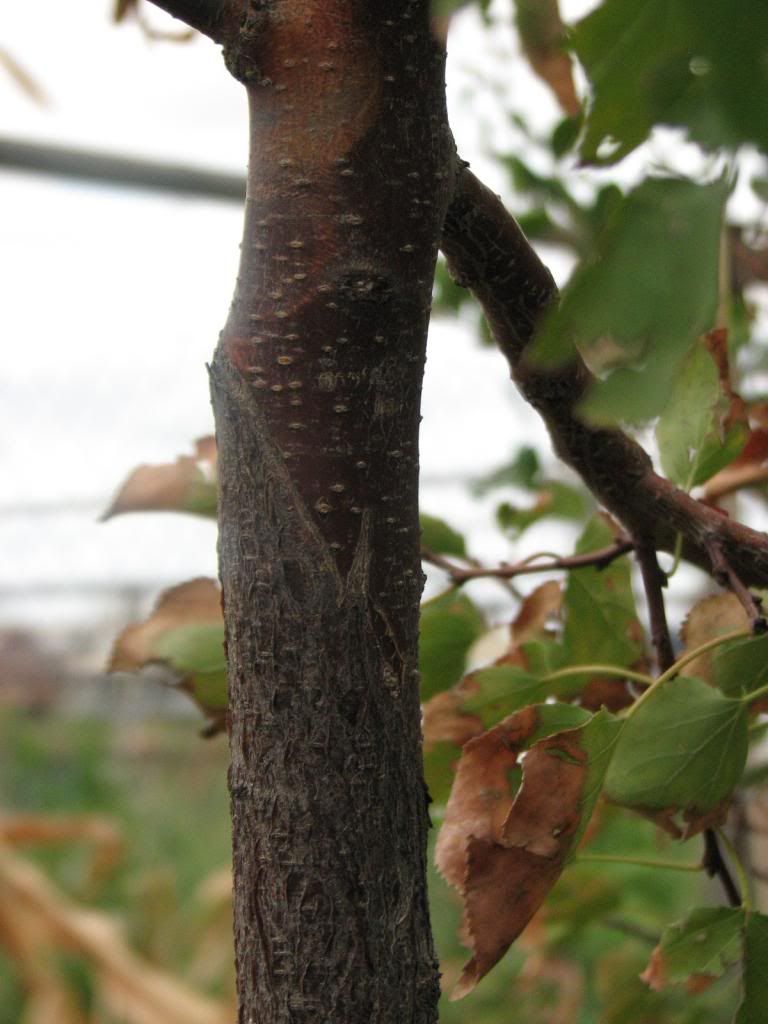 photo outdoorfruit027_zpsd20ab37b.jpg